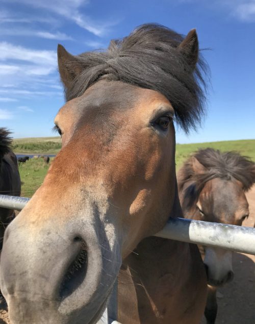 Close-up of the face of an Exmoor pony, located outside on a clear day with a blue sky in a green field, amongst others in the herd. Its mane is blowing in the wind, and the sun is shining on the smoky brown, red-brown, grey and black tones of the pony’s coat.