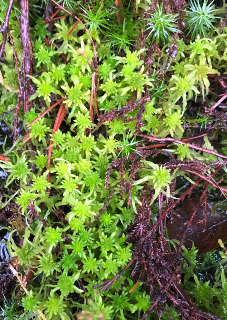 Detail of sphagnum moss on forest floor