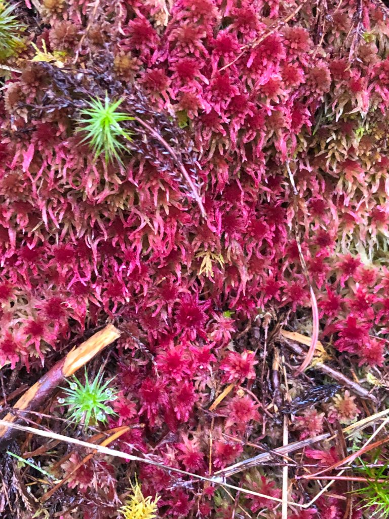 Detail of red sphagnum moss 